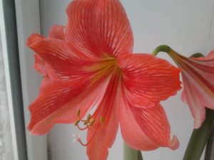 (100+ photos et vidéos)