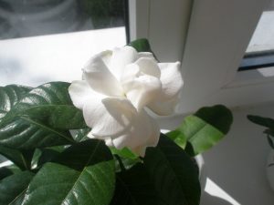 (50+ photos et vidéos)