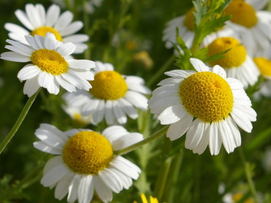 Les avantages des cultures médicinales sont d'une grande importance pour tous les êtres vivants.