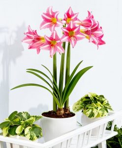 (100+ photos et vidéos)