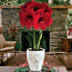 (100+ photos et vidéos)