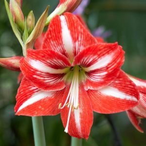 (100+ photos et vidéos)