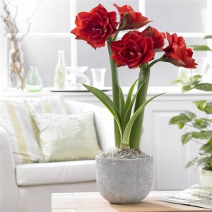 (100+ photos et vidéos)