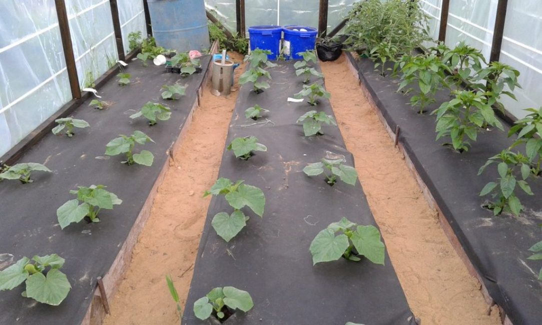 Film polyéthylène noir