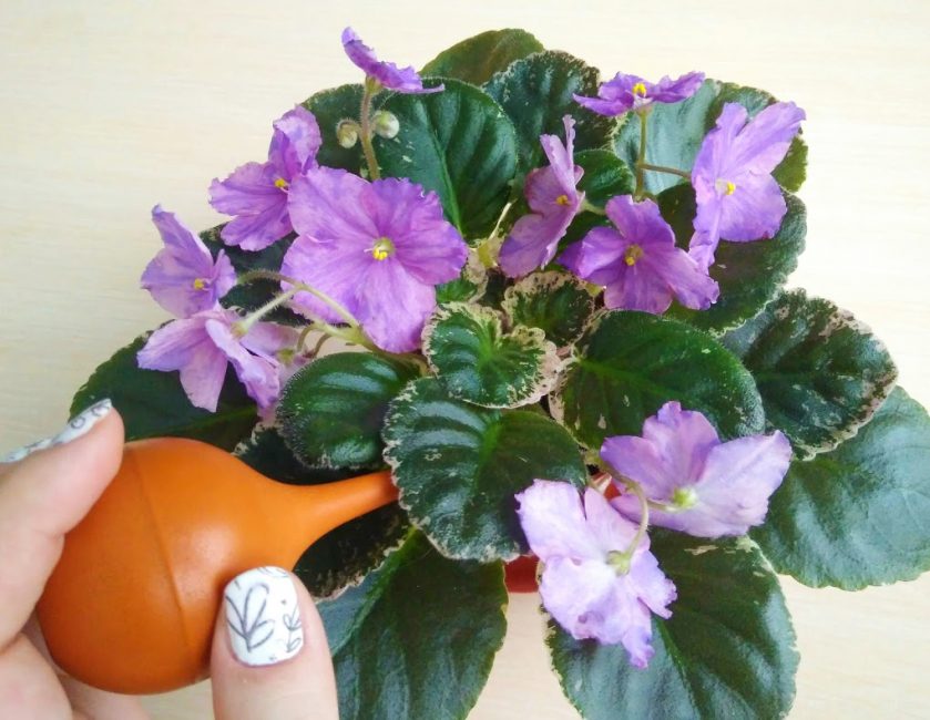 Violettes - soins à domicile