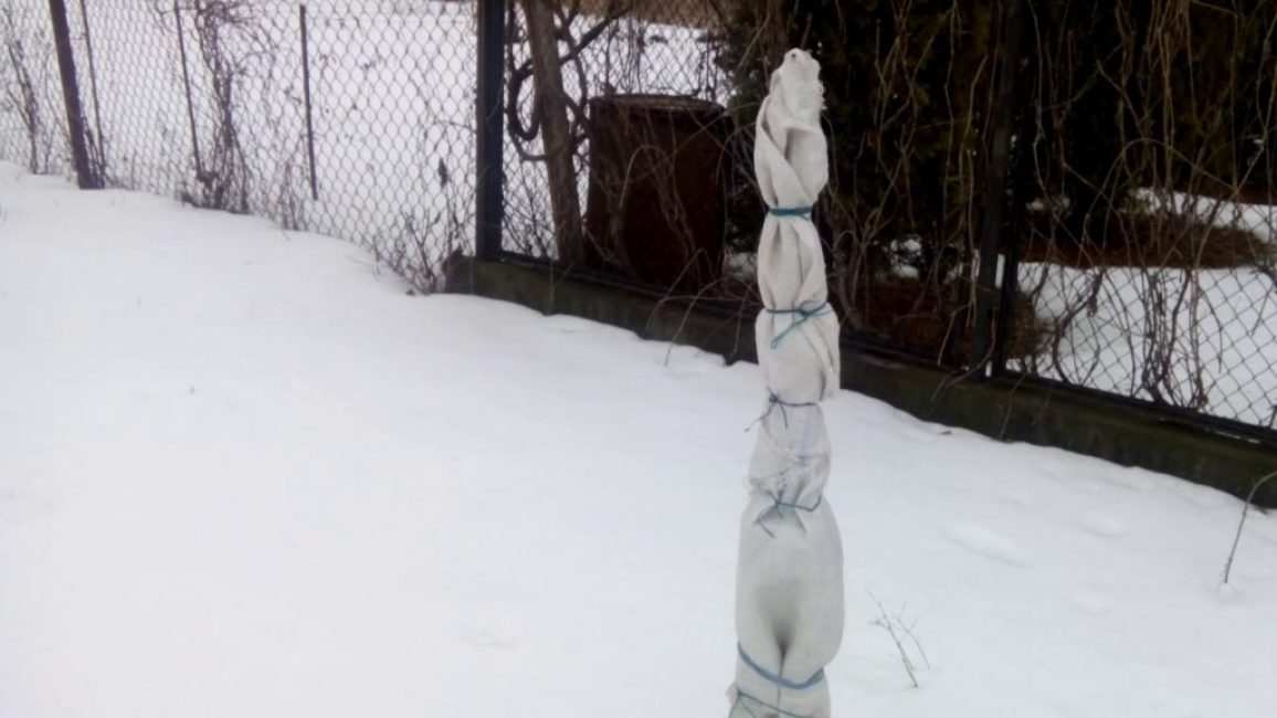 Comment couvrir les jeunes arbres pour l'hiver