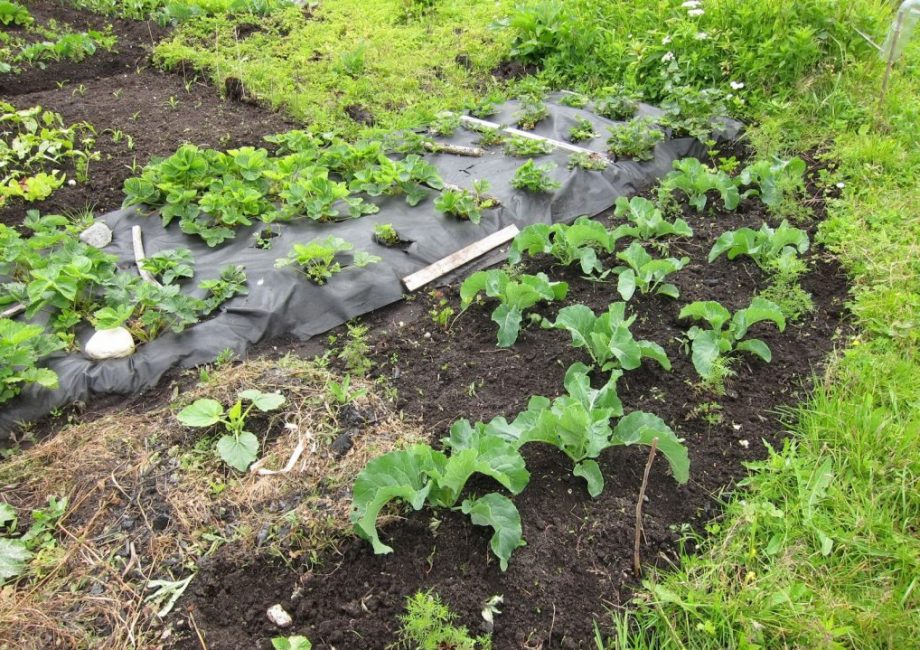 Plantation de fraises sur spunbond noir