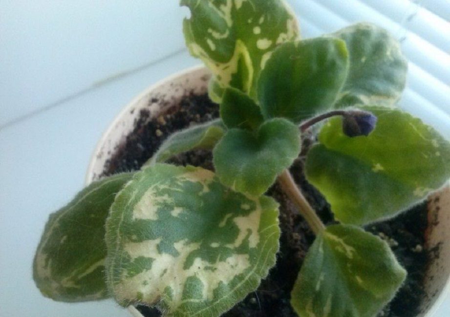 Les thrips sur les violettes endommagent les feuilles et l'apparition de taches sur celles-ci