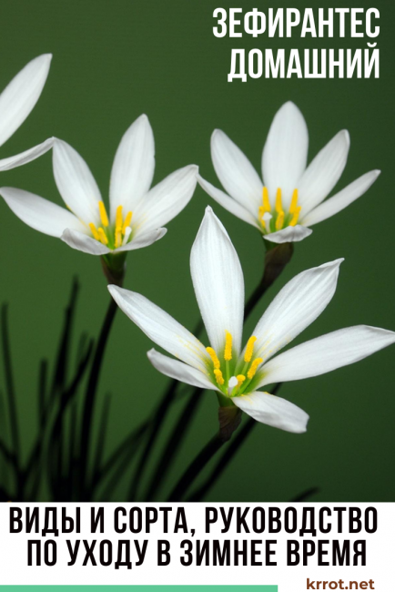 Zéphyranthes à la maison