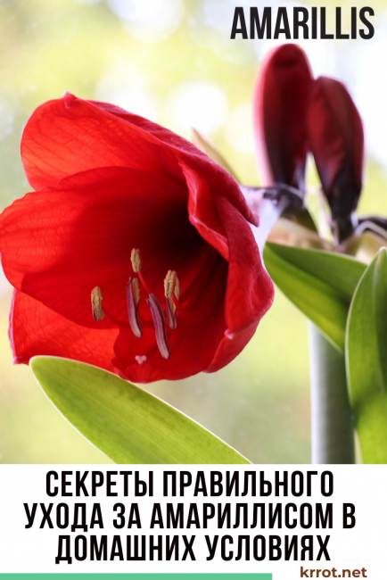 Amaryllis: description, soins à domicile, reproduction