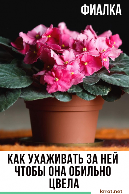 comment prendre soin de la floraison des violettes