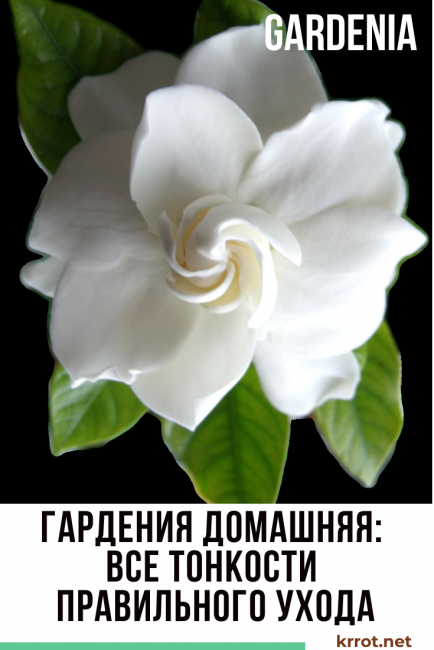 Gardénia maison