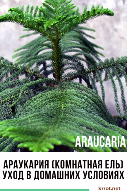 épicéa d'intérieur en pot