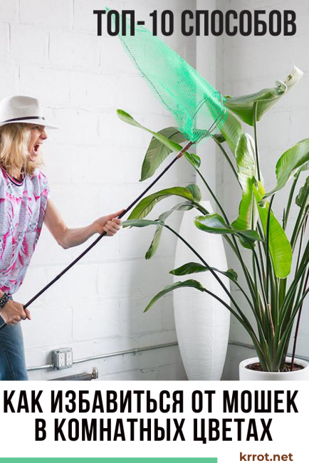 comment se débarrasser des moucherons dans les plantes d'intérieur