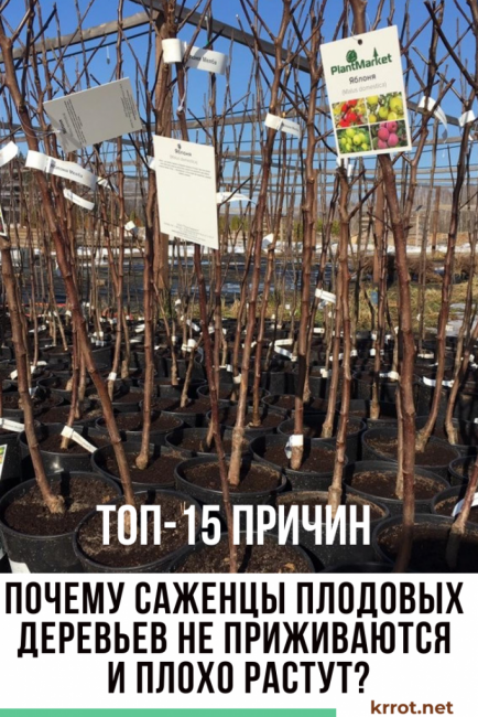 pourquoi les semis ne prennent pas racine