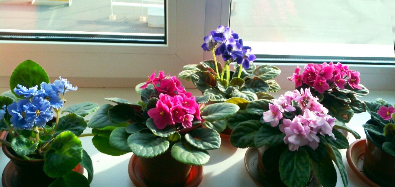 En fait, il existe de nombreuses façons de faire fleurir la violette toute l'année. Habituellement, il suffit d'utiliser un outil spécialisé (par exemple, Ripen décrit précédemment) dans le contexte de l'élimination des vieux pédoncules et de la stimulation par la température ou l'obscurité.