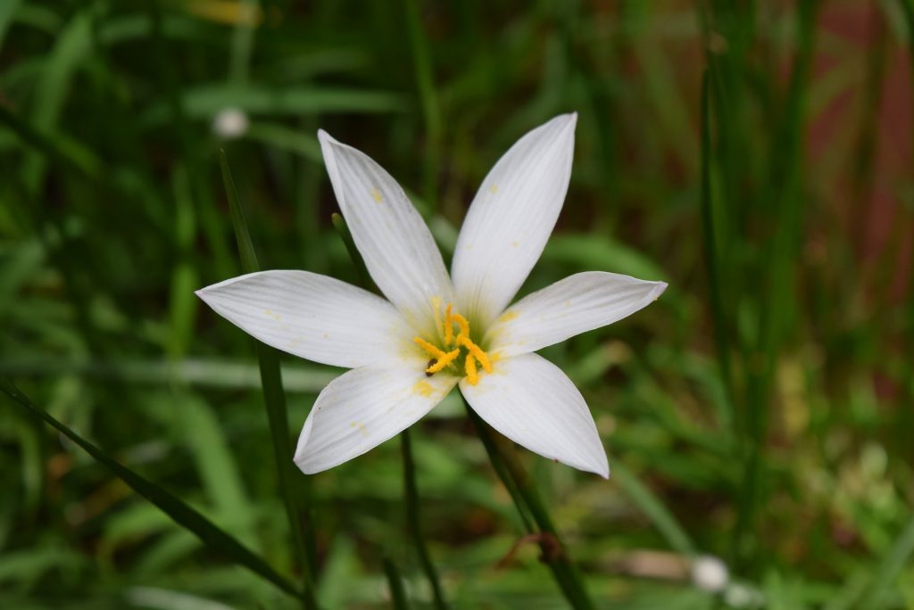 Zéphyranthes à la maison