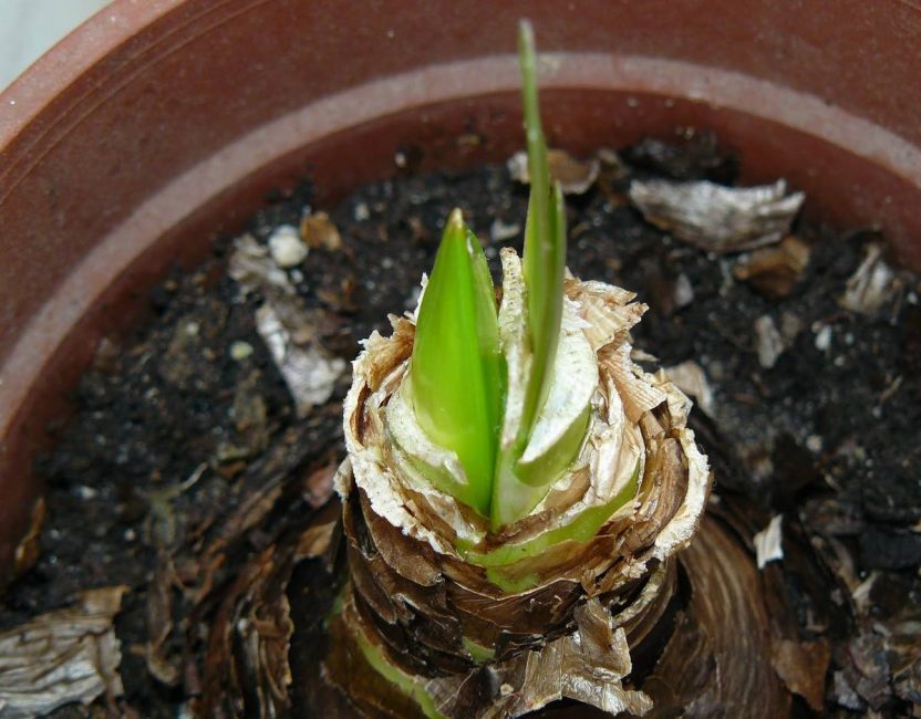 Se réveiller après l'hiver