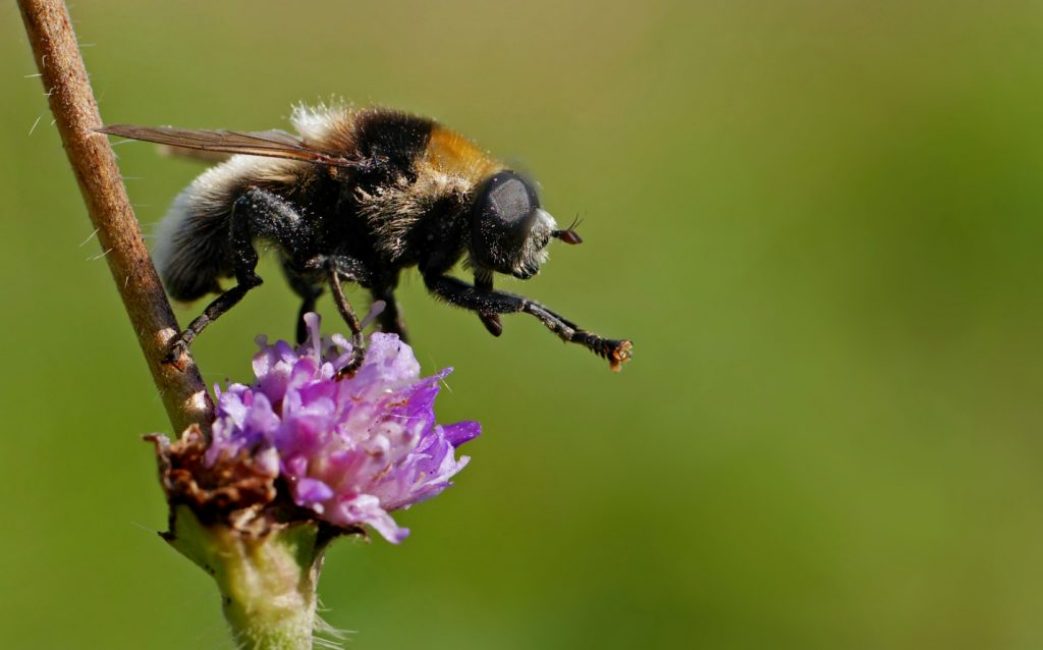 Mouche jonquille nuisible