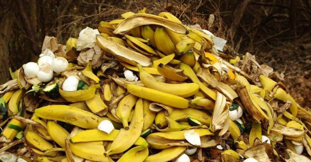 La peau de banane peut être utilisée pour faire du compost