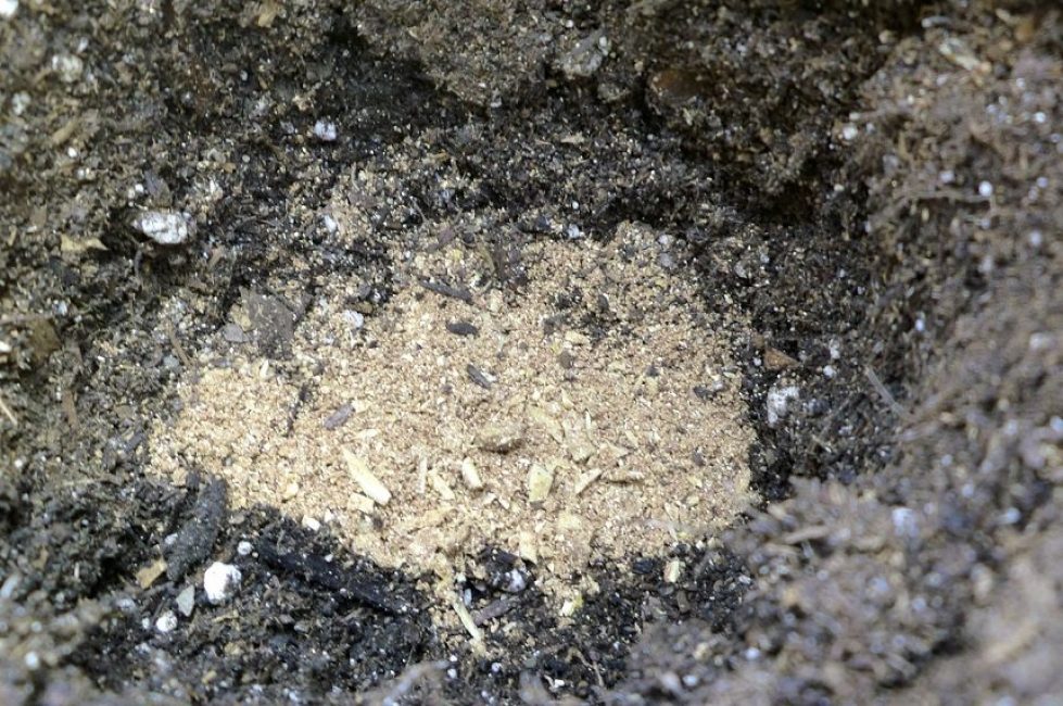 L'introduction de farine d'os dans les puits lors de la plantation des plantes