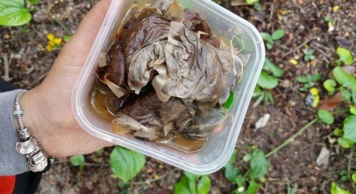 Les sachets de thé usagés peuvent être utilisés en complément.