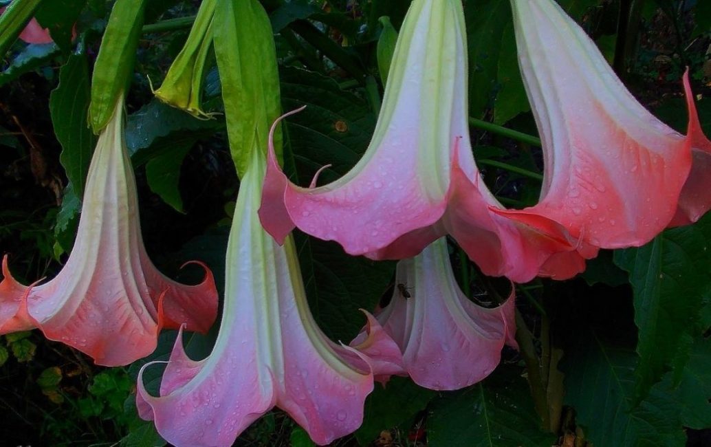 Apparition de fleurs