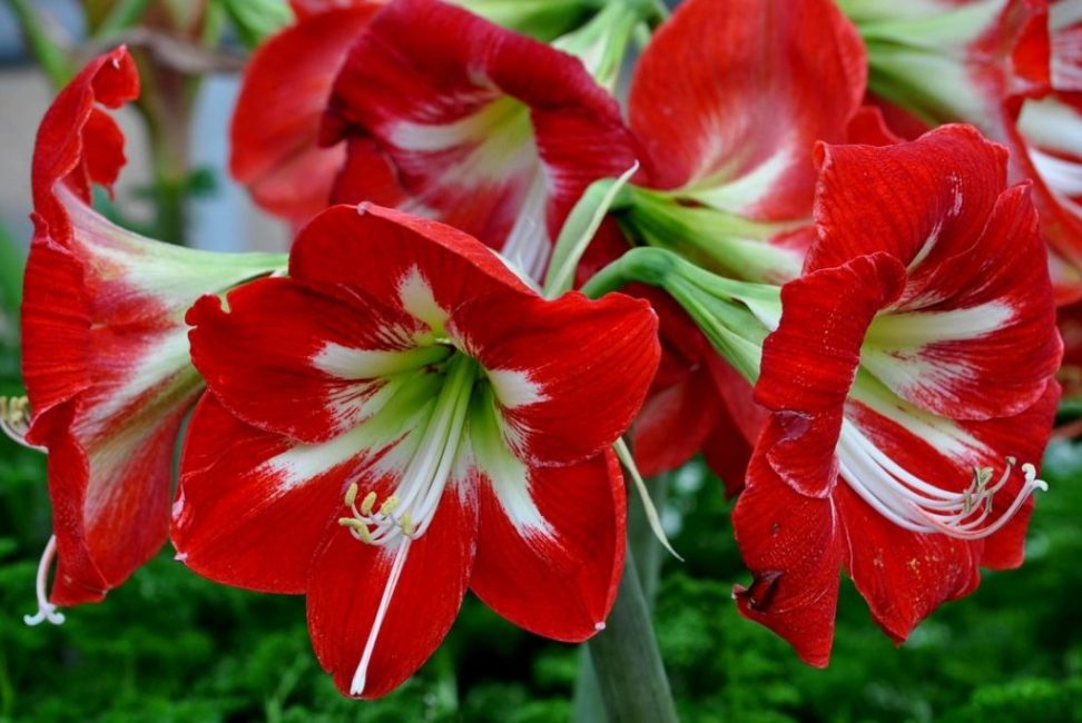 Vue rapprochée des fleurs