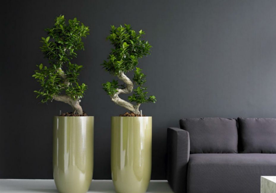 Des plantes qui ressemblent à des arbres