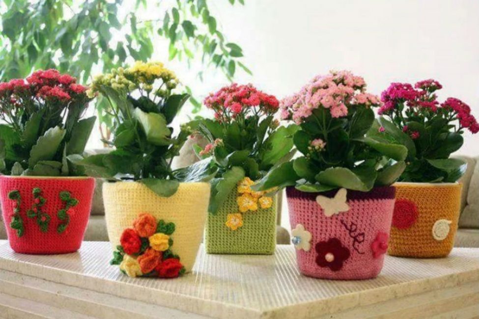 Collection de fleurs en pots
