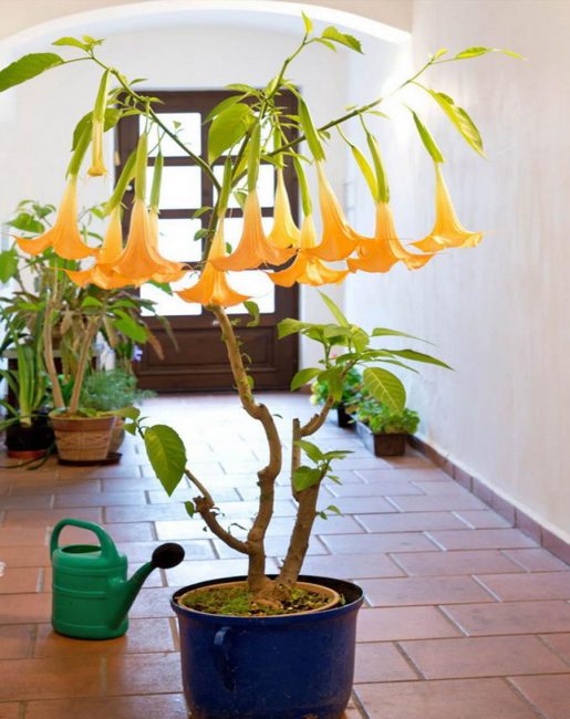 Grandir à la maison