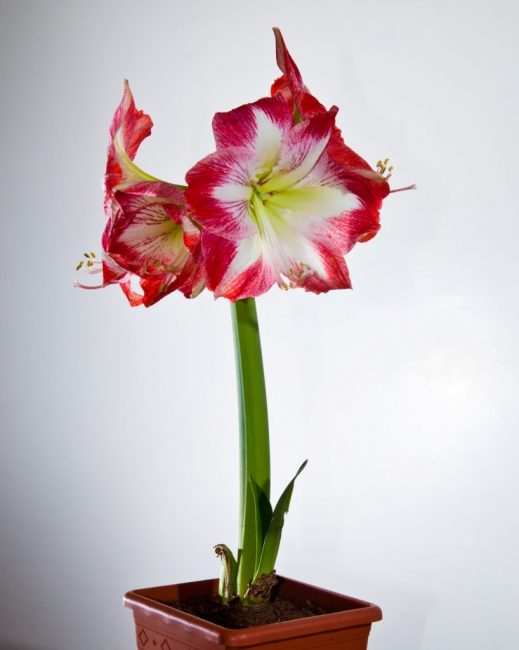 Photo d'amaryllis