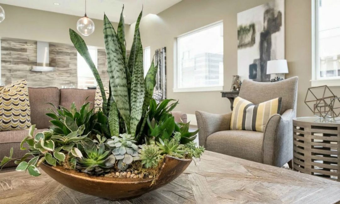 Composition dans un bol