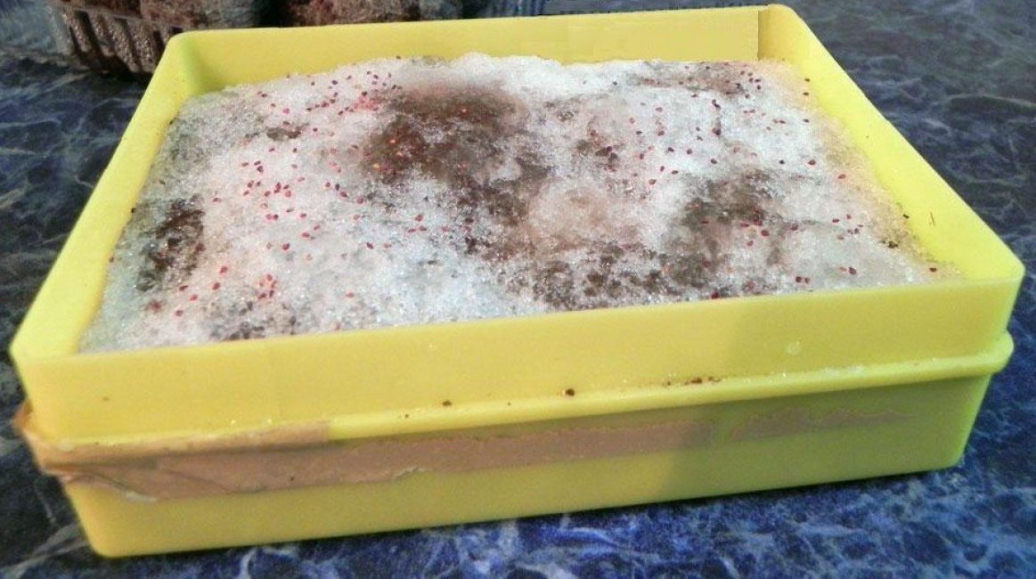 Utilisation d'un conteneur avec du substrat et de la neige