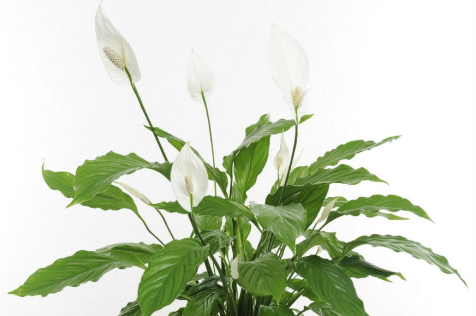 Spathiphyllum