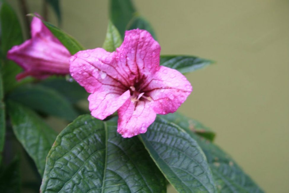 Ruellia