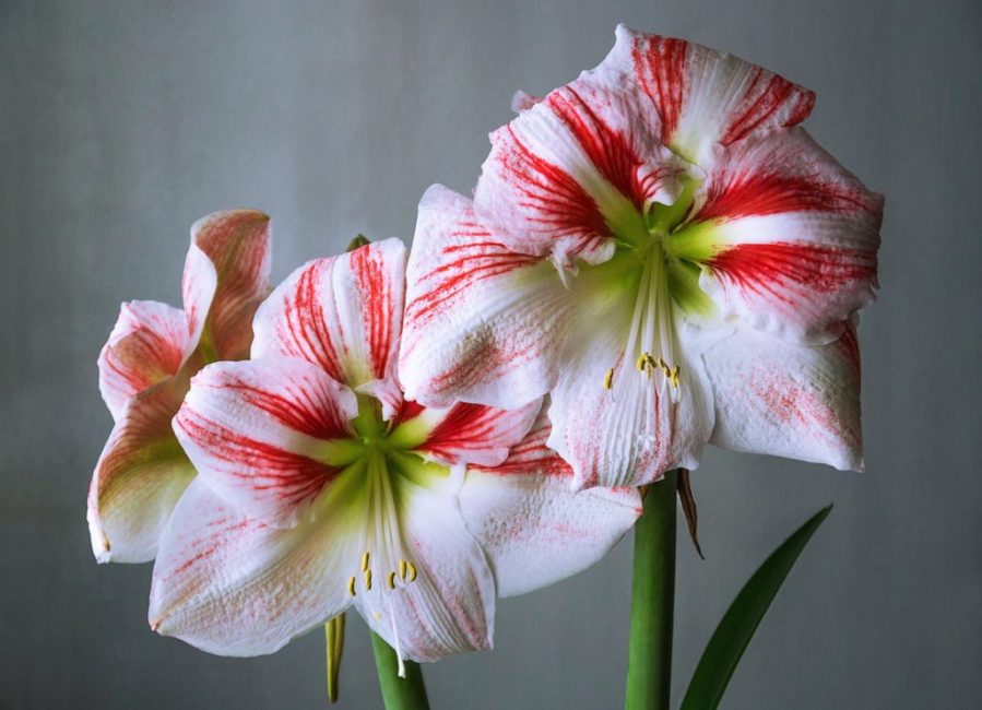 Belles couleurs obtenues par élevage