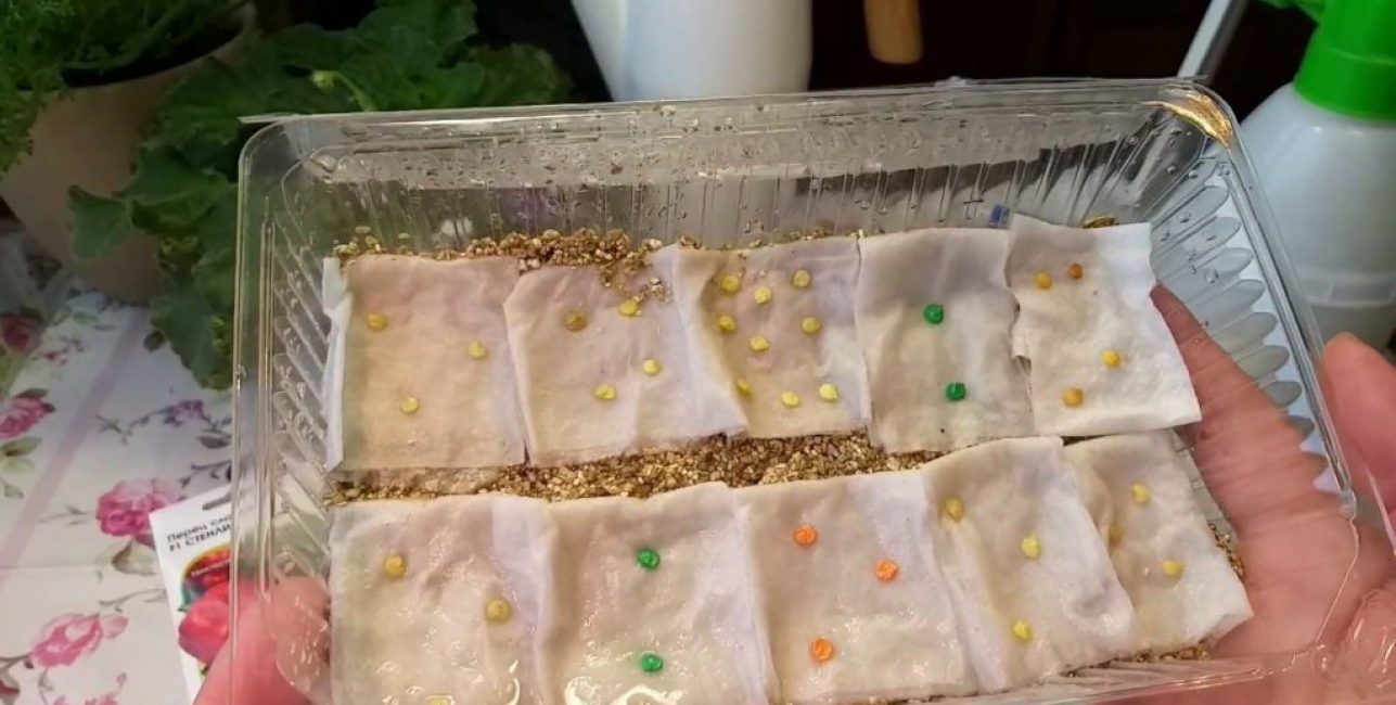 Stratification à chaud des graines avant la plantation