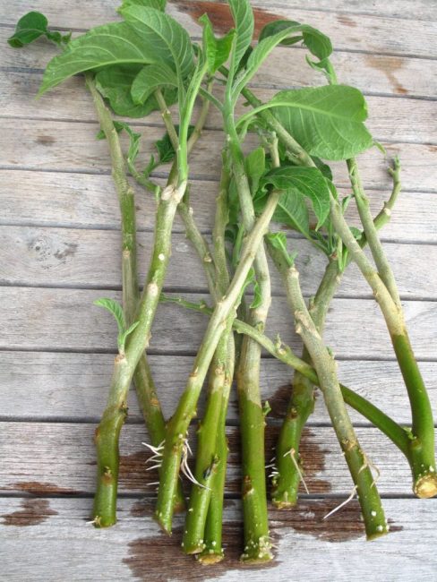 Enracinement des boutures