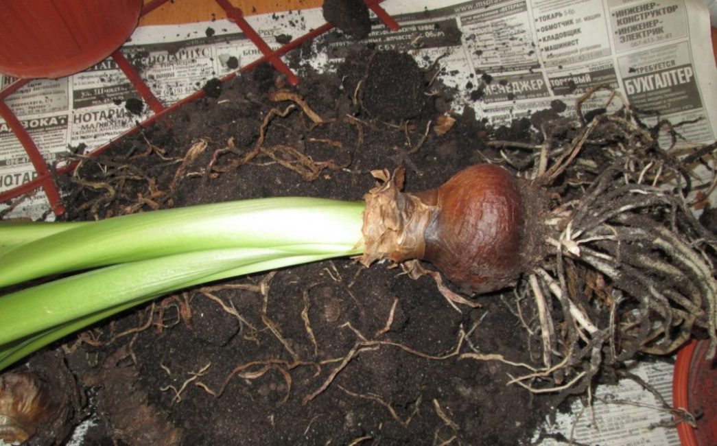 Oignons creusés avec un système racinaire développé