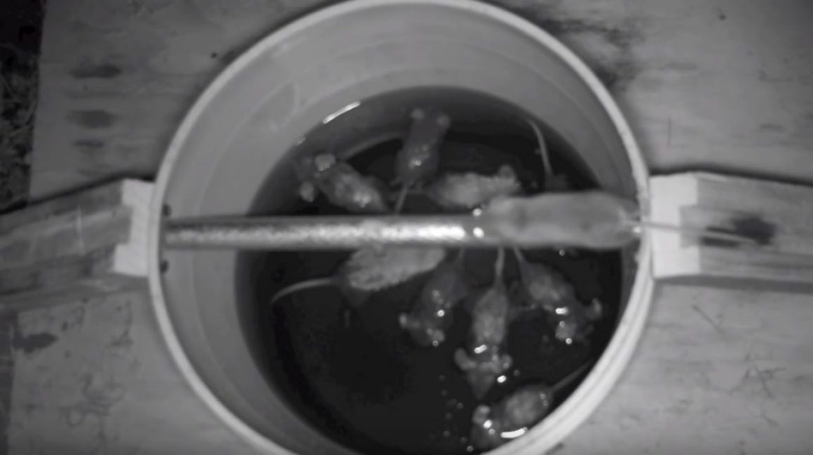 Souricière en action