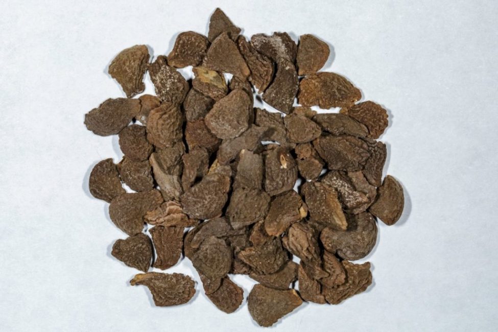 L'apparition des graines