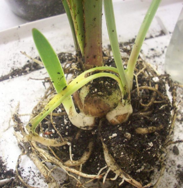 Reproduction par tubercules