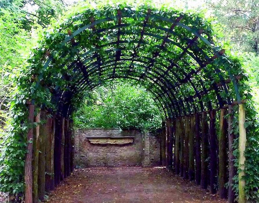 Arbor pour les raisins