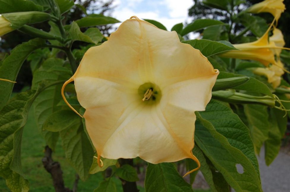 Brugmansia auréa
