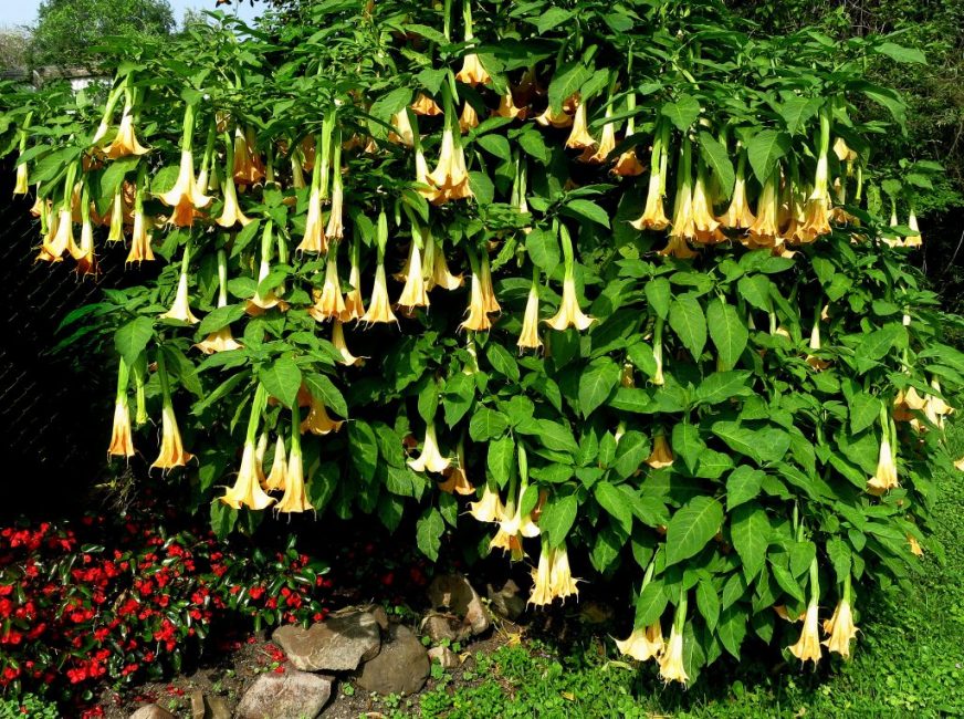 Brugmansia suaveolens