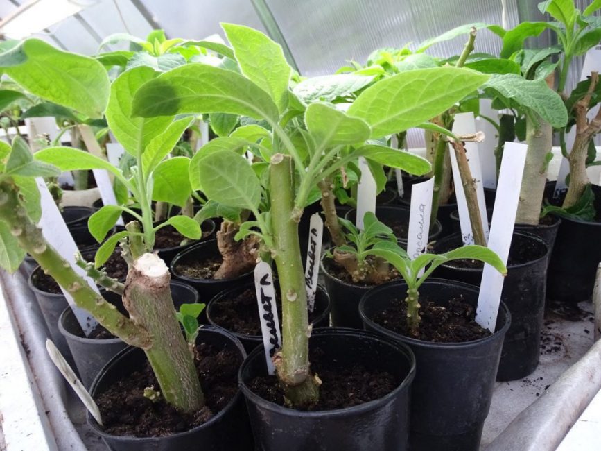 Brugmansie - reproduction