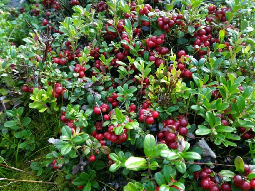 Jardin de l'airelle rouge