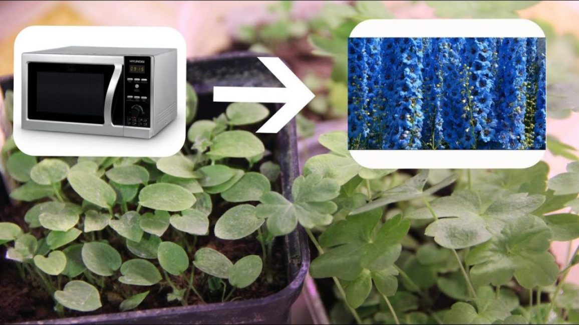 Delphinium à partir de graines