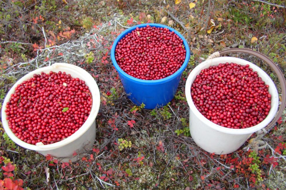 Pour obtenir une bonne récolte, une observation attentive des travaux agrotechniques est nécessaire.